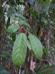 Piparea multiflora