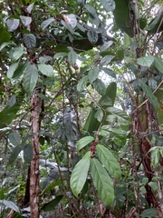 Piparea multiflora