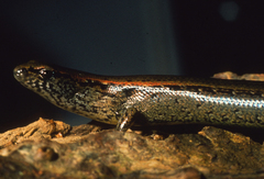 Oligosoma aeneum