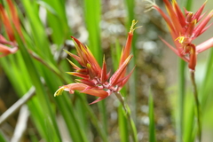 Pitcairnia