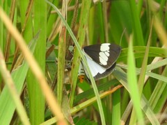 Nyctemera lacticinia