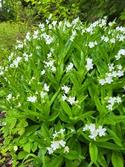 Dasynotus daubenmirei