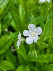 Dasynotus daubenmirei