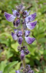 Coleus