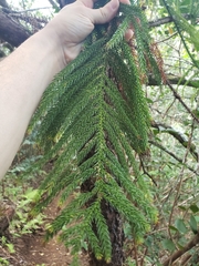 Araucaria columnaris