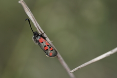 Zygaena rhadamanthus