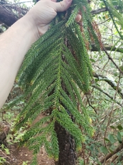 Araucaria columnaris