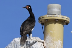 Leucocarbo magellanicus