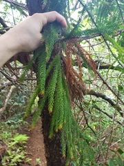 Araucaria columnaris