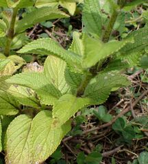 Coleus