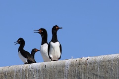 Leucocarbo magellanicus