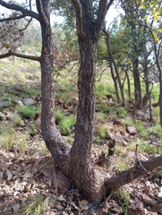 Terminalia elliptica