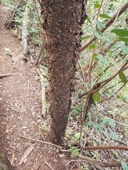 Araucaria columnaris