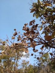 Terminalia elliptica