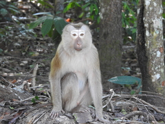 Macaca leonina