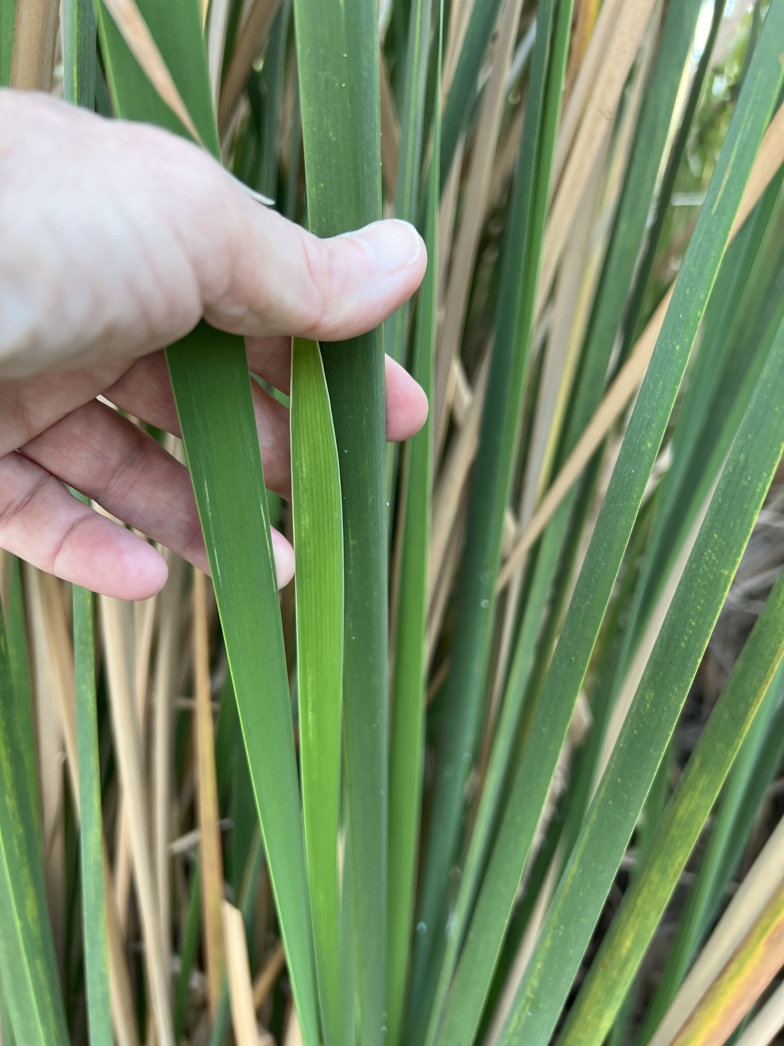 Typha domingensis Pers.