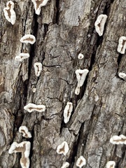 Aleurodiscus oakesii