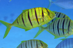 Gnathanodon speciosus