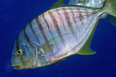 Gnathanodon speciosus