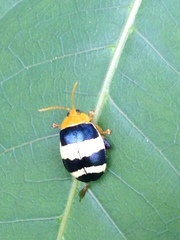 Paranaita generosa