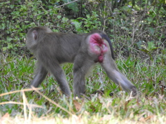 Macaca leonina