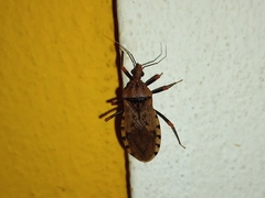 Panstrongylus geniculatus