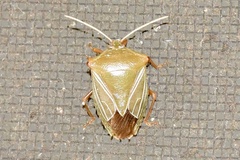 Edessa reticulata