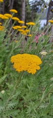 Achillea filipendulina