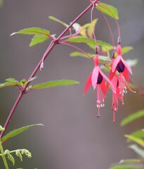 Fuchsia