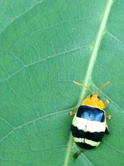 Paranaita generosa