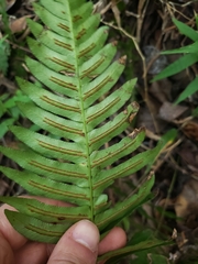 Blechnum appendiculatum