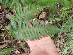 Blechnum appendiculatum