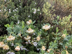 Pimelea ligustrina ciliata