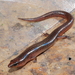 Sphenomorphus solomonis - Photo (c) Eric N. Rittmeyer, some rights reserved (CC BY-NC), uploaded by Eric N. Rittmeyer