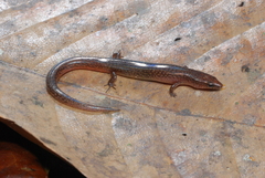 Sphenomorphus solomonis