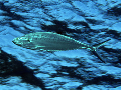 Scomberoides lysan