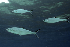 Scomberoides lysan