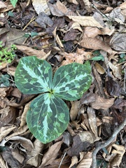 Trillium underwoodii