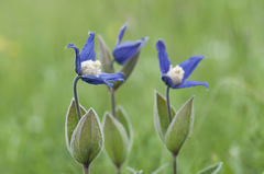Clematis integrifolia