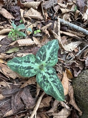 Trillium underwoodii