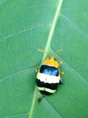Paranaita generosa