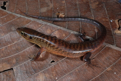 Sphenomorphus jobiensis