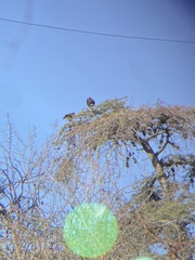 Caracara plancus