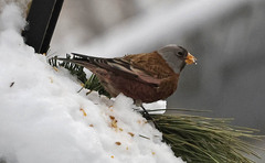 Leucosticte tephrocotis
