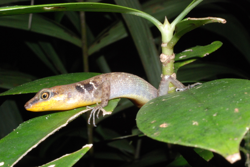 Aignan Island Forest Skink