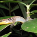 Sphenomorphus aignanus - Photo (c) Eric N. Rittmeyer, algunos derechos reservados (CC BY-NC), subido por Eric N. Rittmeyer