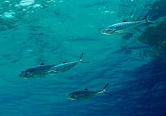 Scomberoides lysan