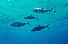 Scomberoides lysan