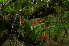 Pitcairnia
