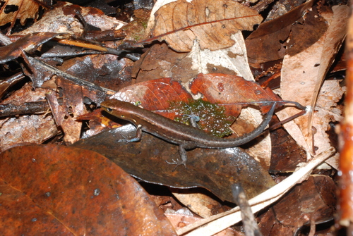 Pope's Emo Skink (Emoia popei) · iNaturalist United Kingdom